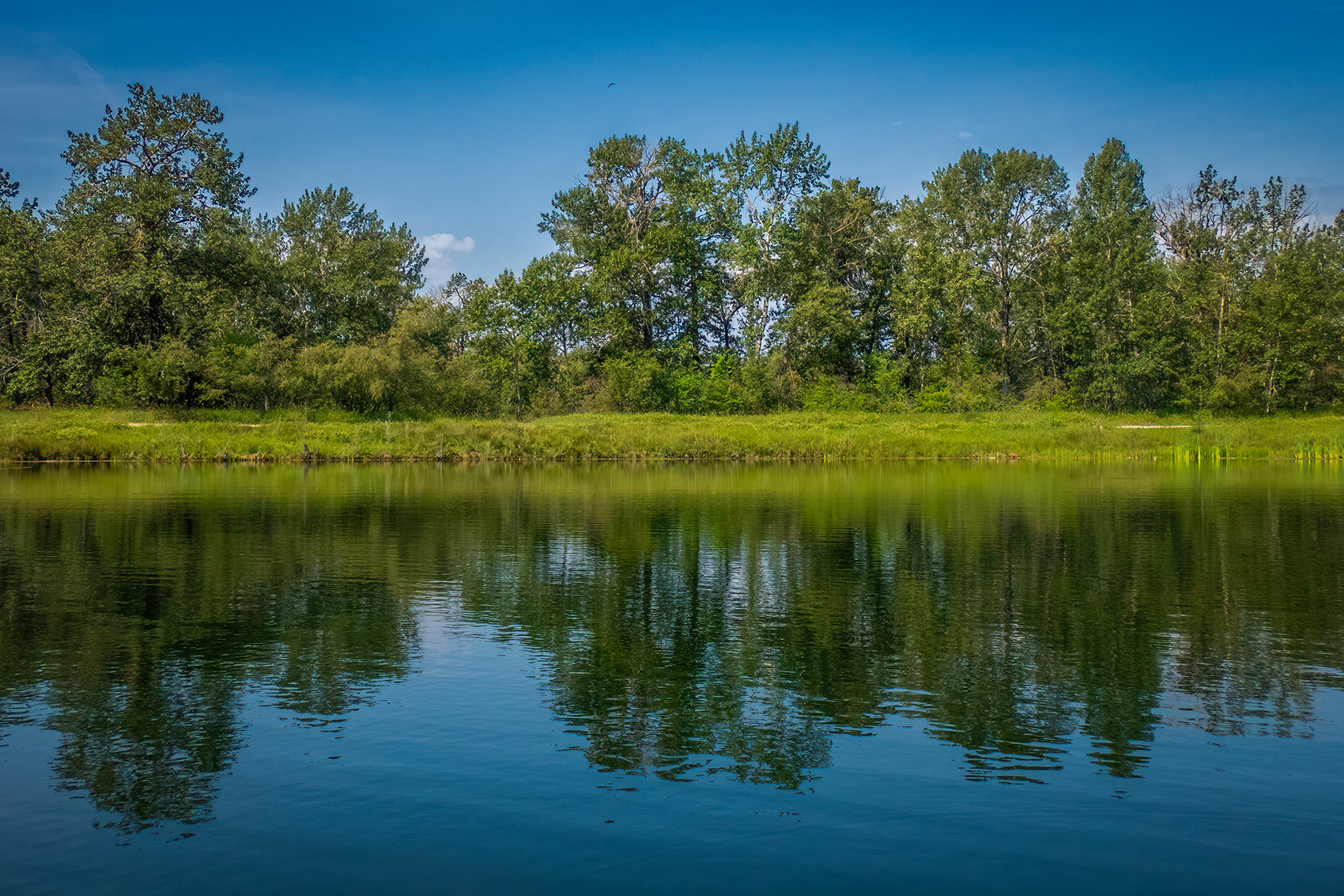 Beeline for the treeline, Carburn Park, Calgary, AB, 2024-07-28