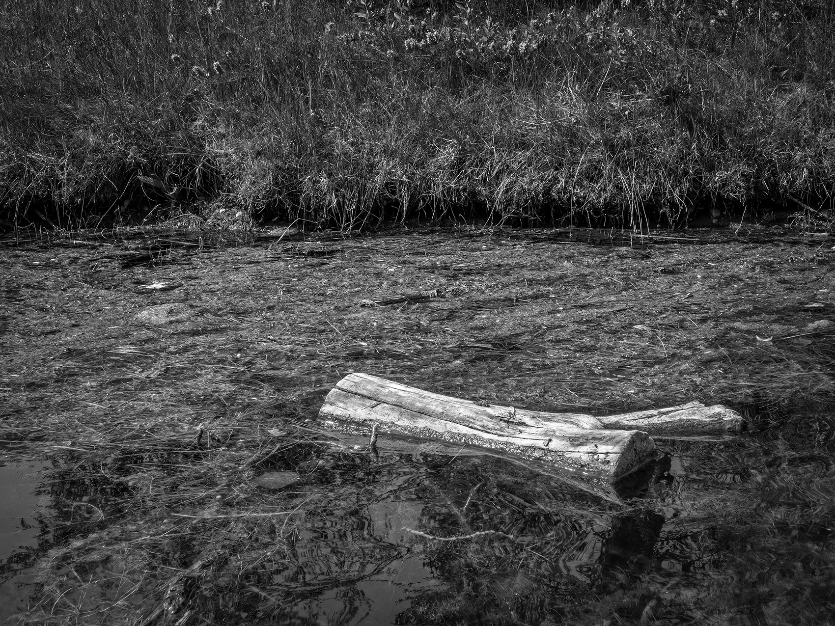 Bad neighbourhood, Carburn Park, Calgary, AB, 2024-07-28