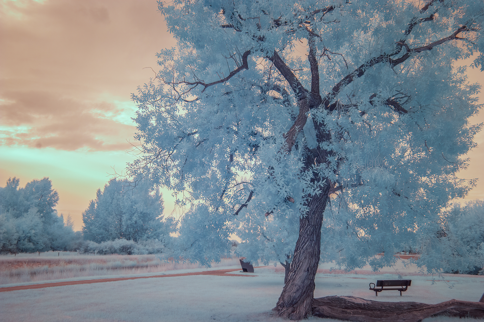That tree, Thomas Drive, Strathmore, AB, 2024-07-29