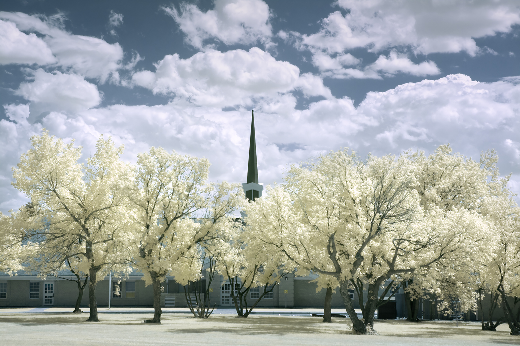 Spire above trees, Infrared, LDS Chapel, Strathmore, AB, 2024-07-30