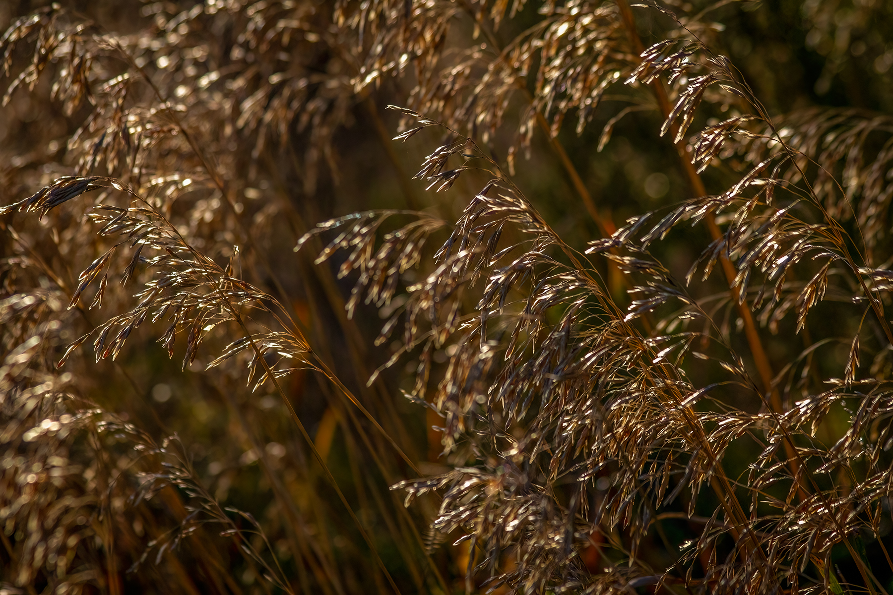 Seedy character, Sunnyridge Farm, Kirriemuir, AB, 2024-10-10