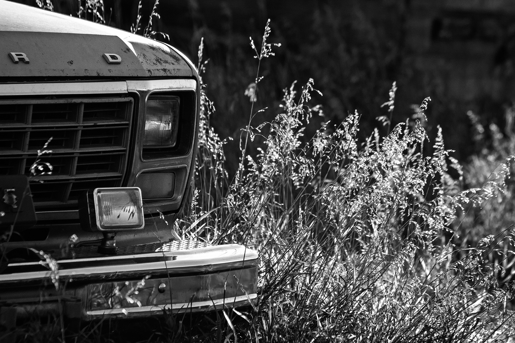 Bumper crop, Sunnyridge Farm, Kirriemuir, AB, 2024-10-10