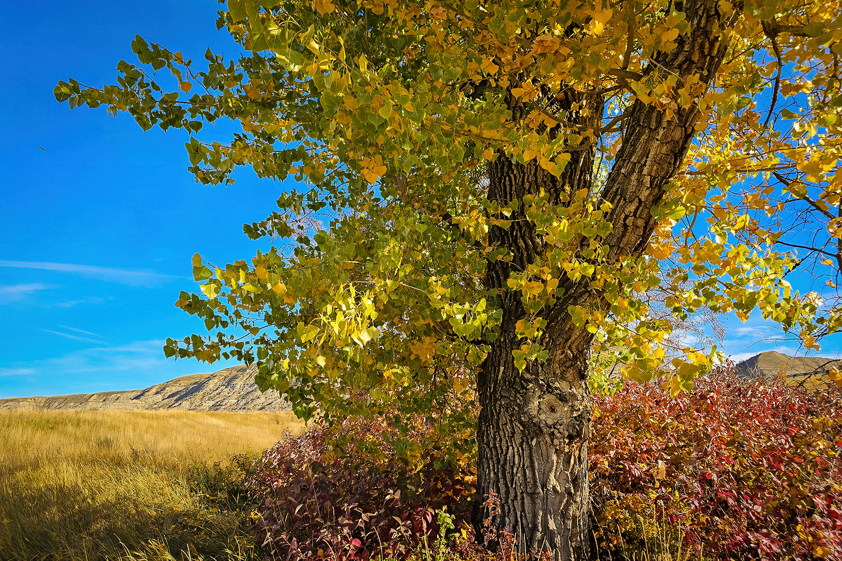 Dem Colours 02, Red Deer River, Wheatland County, AB, 2024-10-12