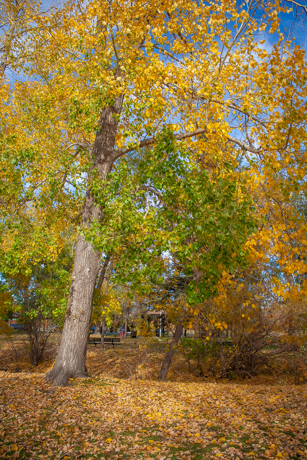 Transitioning, Kinsmen Park, Strathmore, AB, 2024-10-17