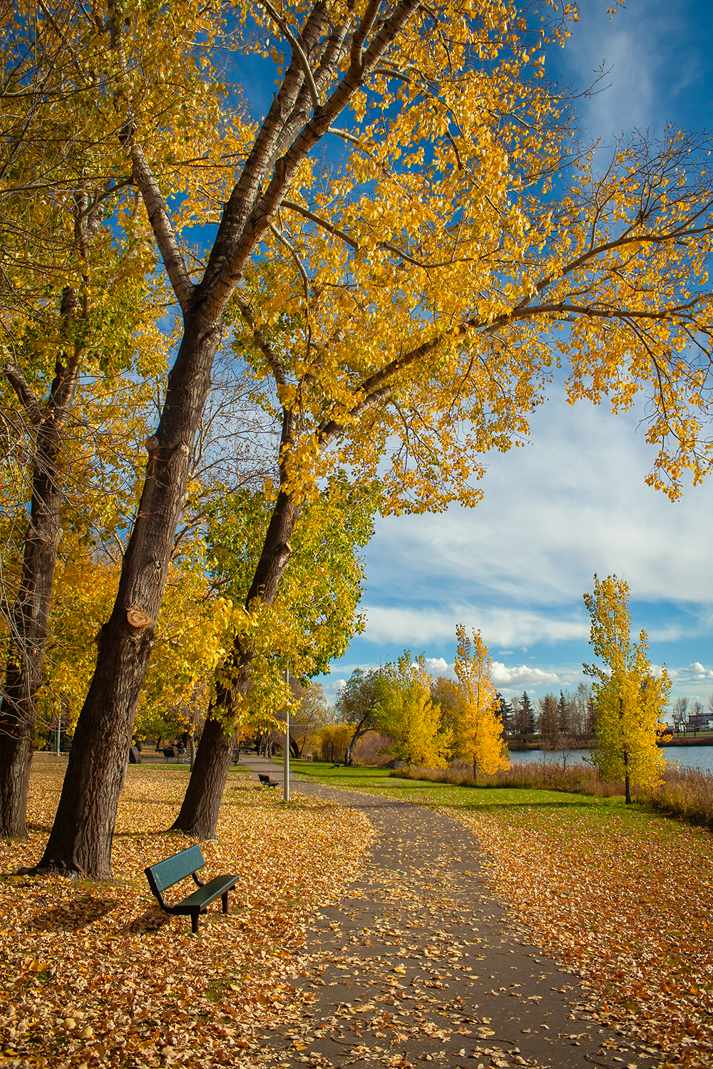 Paved with gold, Kinsmen Park, Strathmore, AB, 2024-10-17