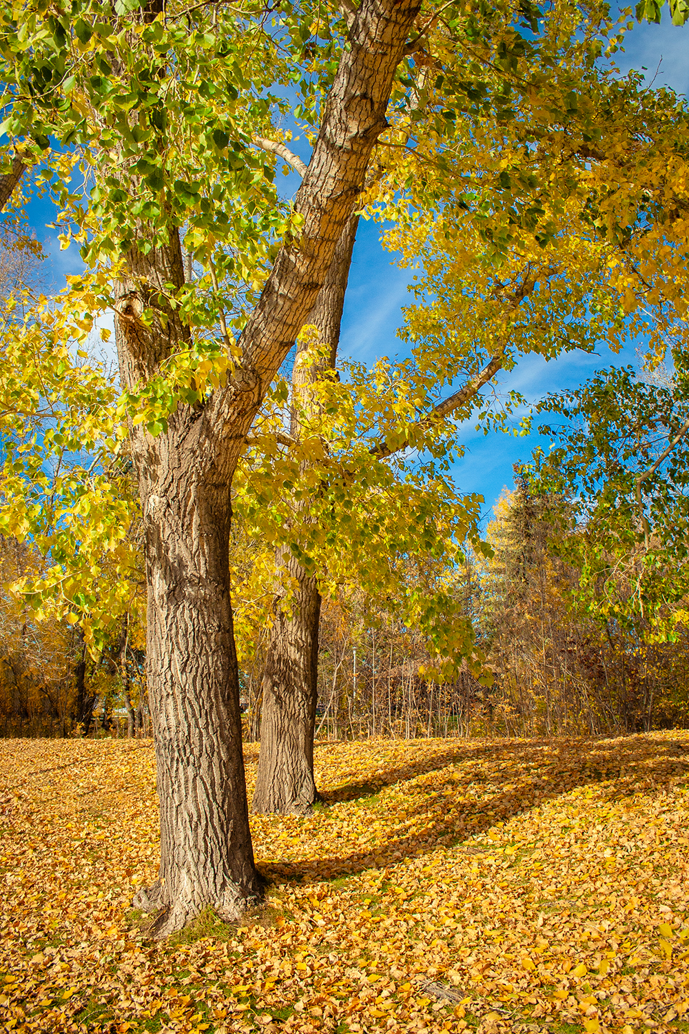 Pair, Kinsmen Park, Strathmore, AB, 2024-10-17