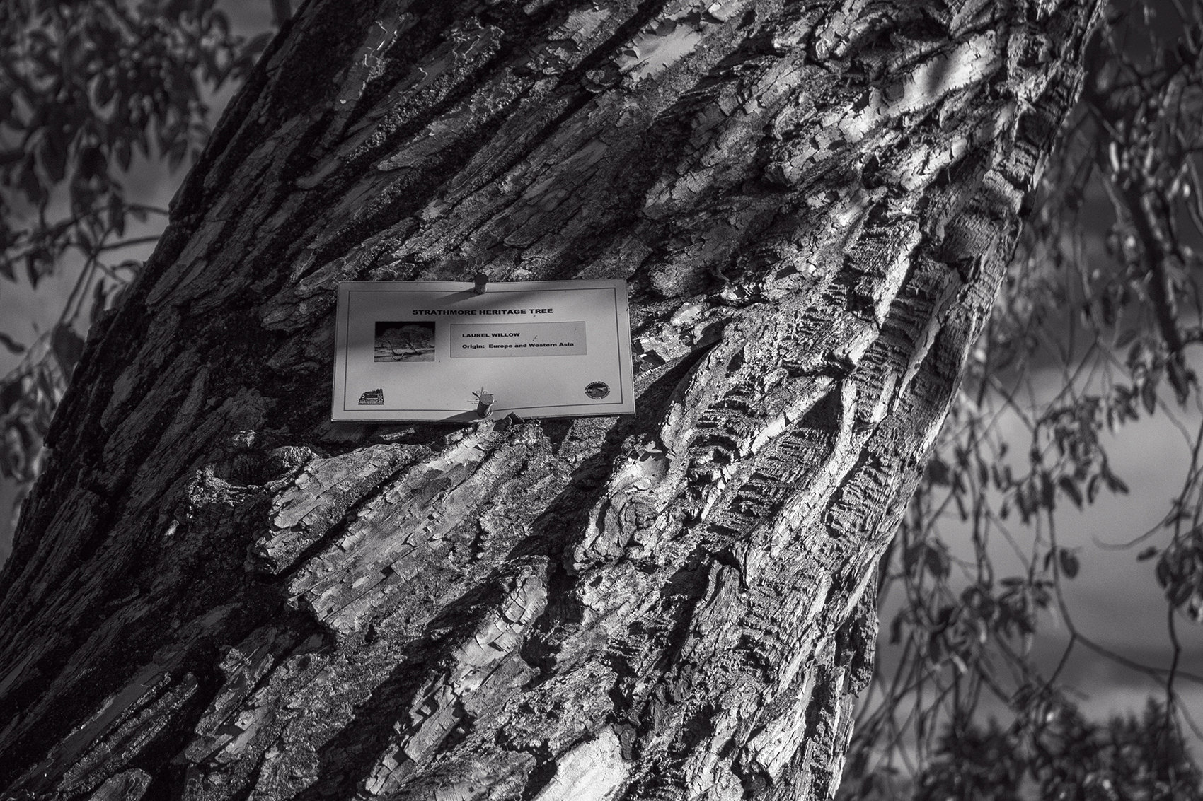 Heritage Tree 03, Thomas Drive, Strathmore, AB, 2024-11-02