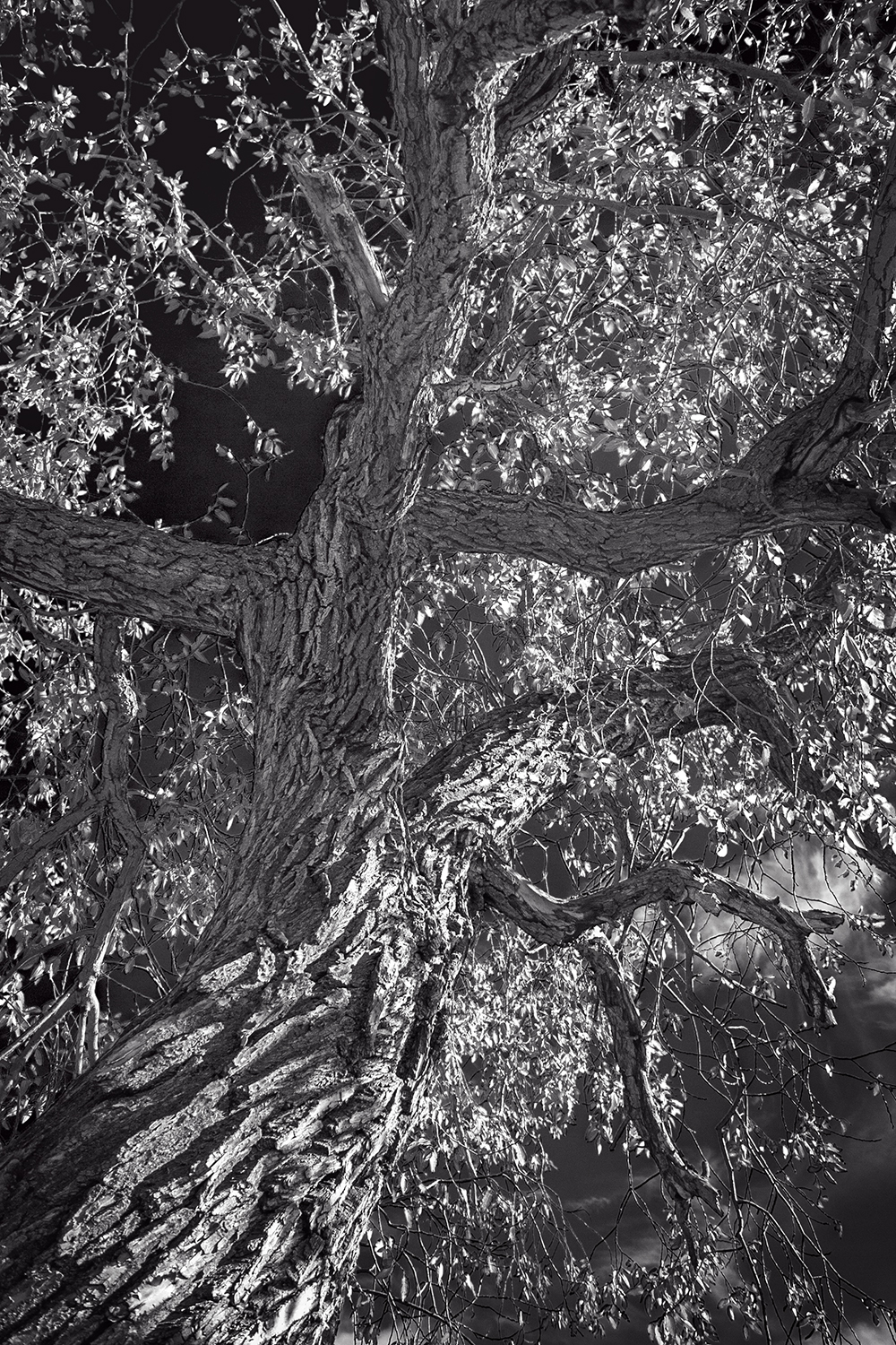 Heritage Tree 01, Thomas Drive, Strathmore, AB, 2024-11-02