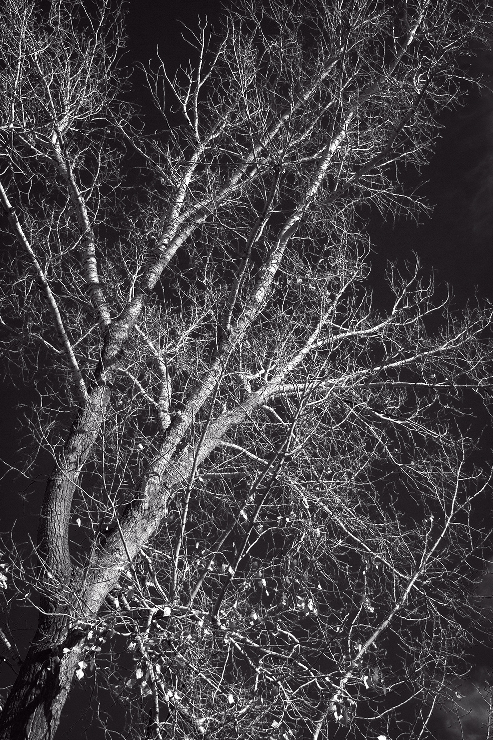 I'm branching out, Kinsmen Park, Strathmore, AB, 2024-11-02
