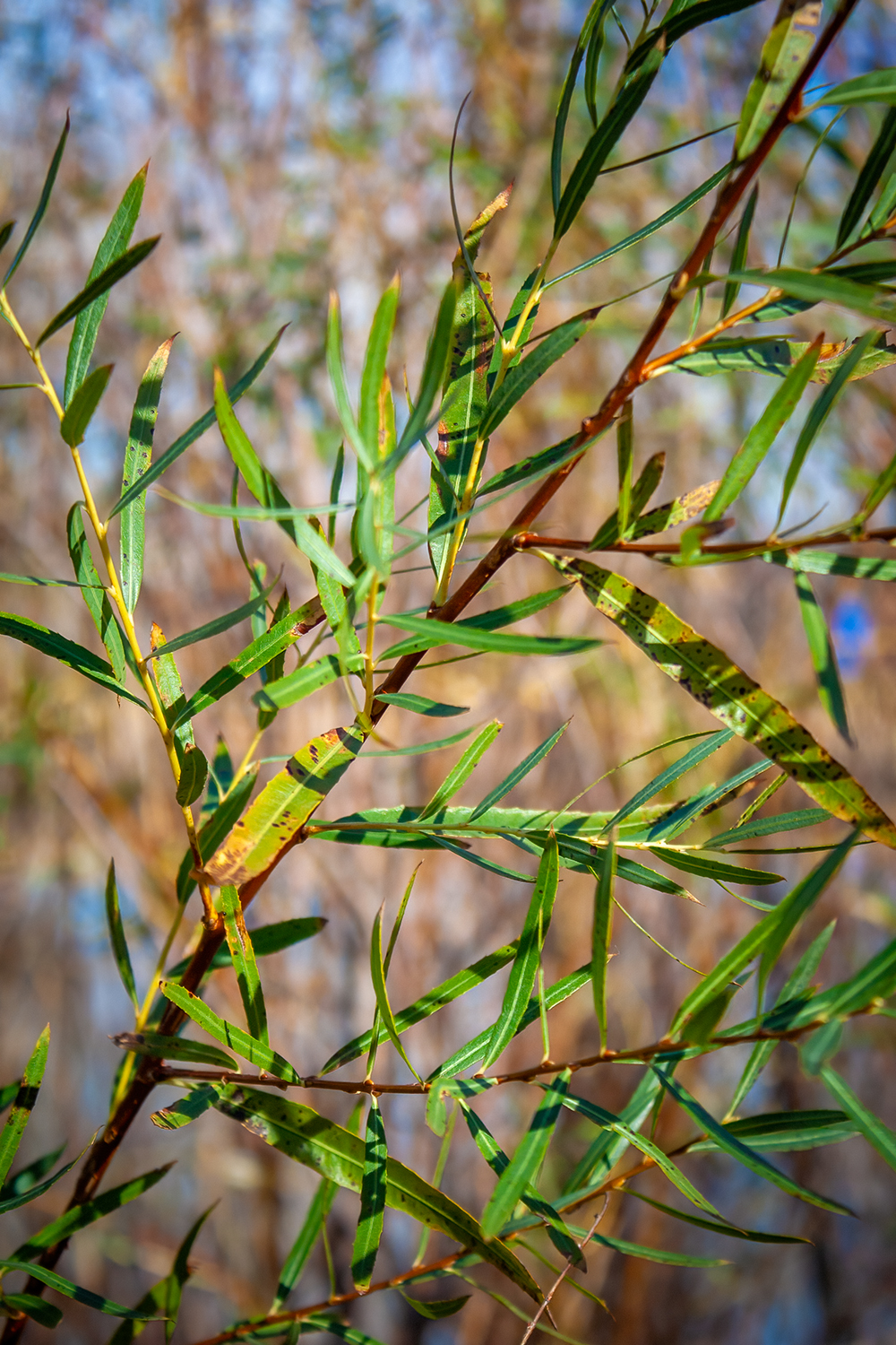 Green is gold, Kinsmen Park, Strathmore, AB, 2024-11-02