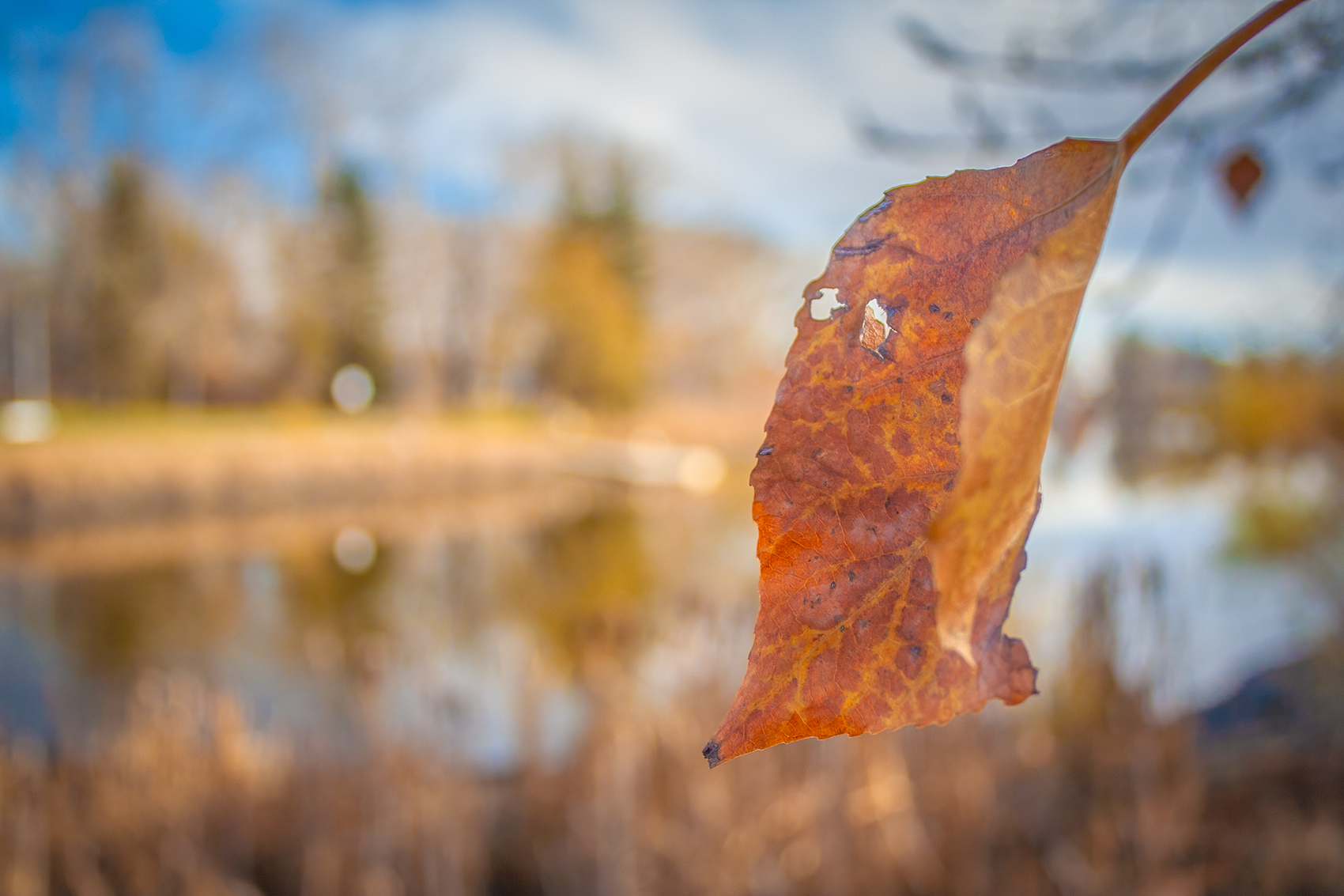 Overlooking the lake, Kinsmen Park, Strathmore, AB, 2024-11-02