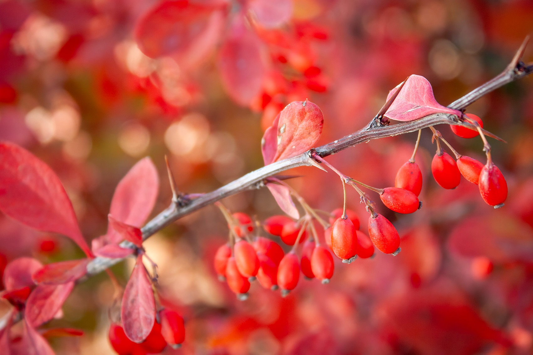 Berry pleased to meet you, Thomas Drive, Strathmore, AB, 2024-11-02