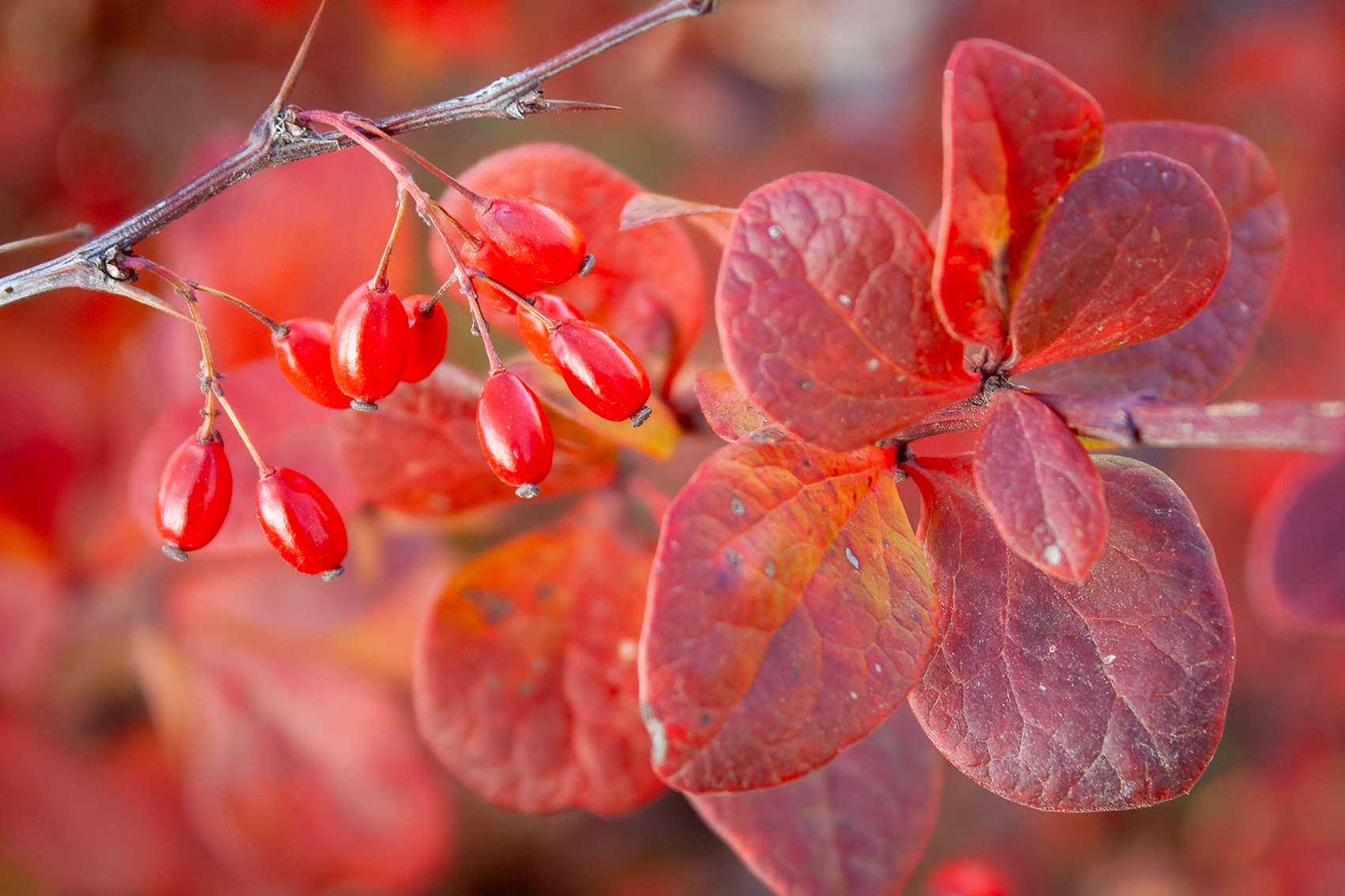 Seeing red again, Thomas Drive, Strathmore, AB, 2024-11-02
