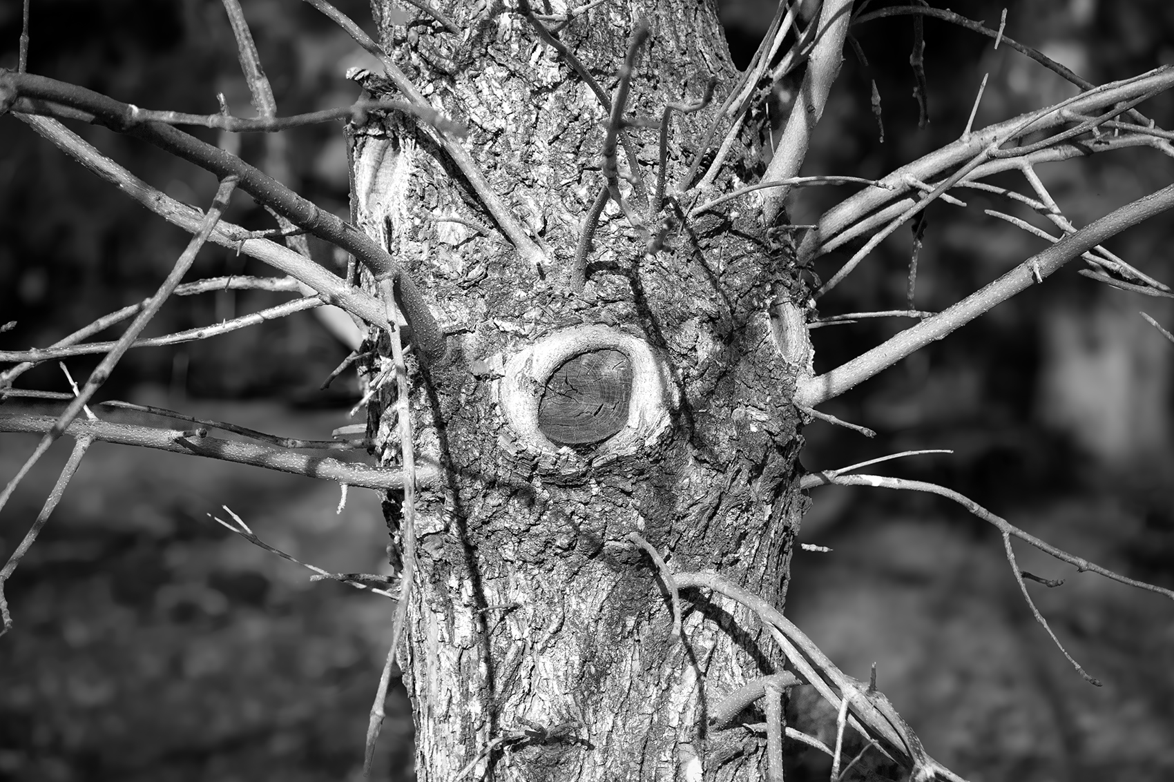 Got my eye on you, Thornbriar Green, Strathmore, AB, 2024-11-02