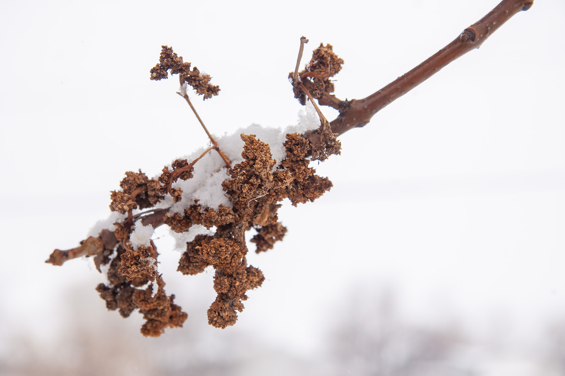 Who doesn't love white frosting, Kinsmen Lake, Strathmore, Alberta, 2025-04-20