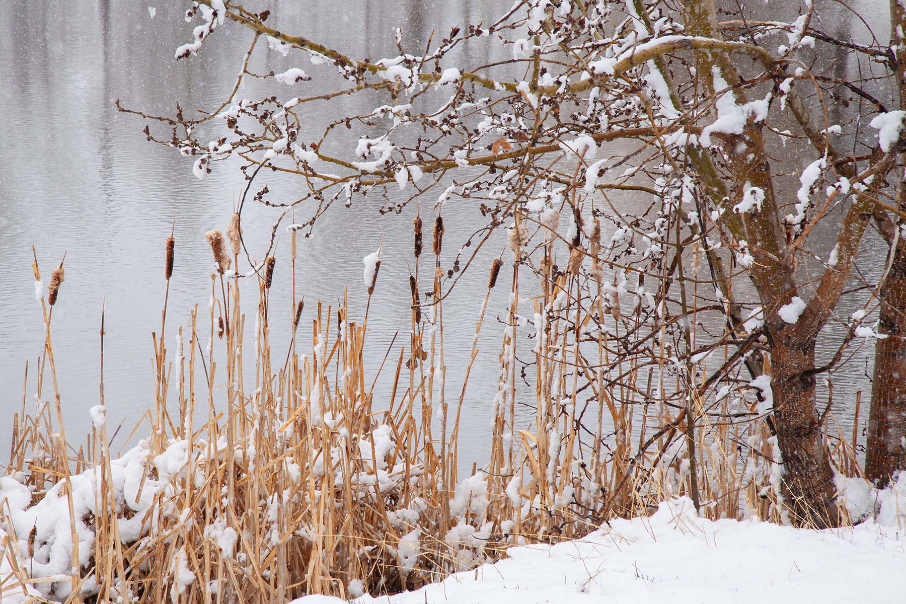 Snowfall at the shoreline, Kinsmen Lake, Strathmore, Alberta, 2025-04-20