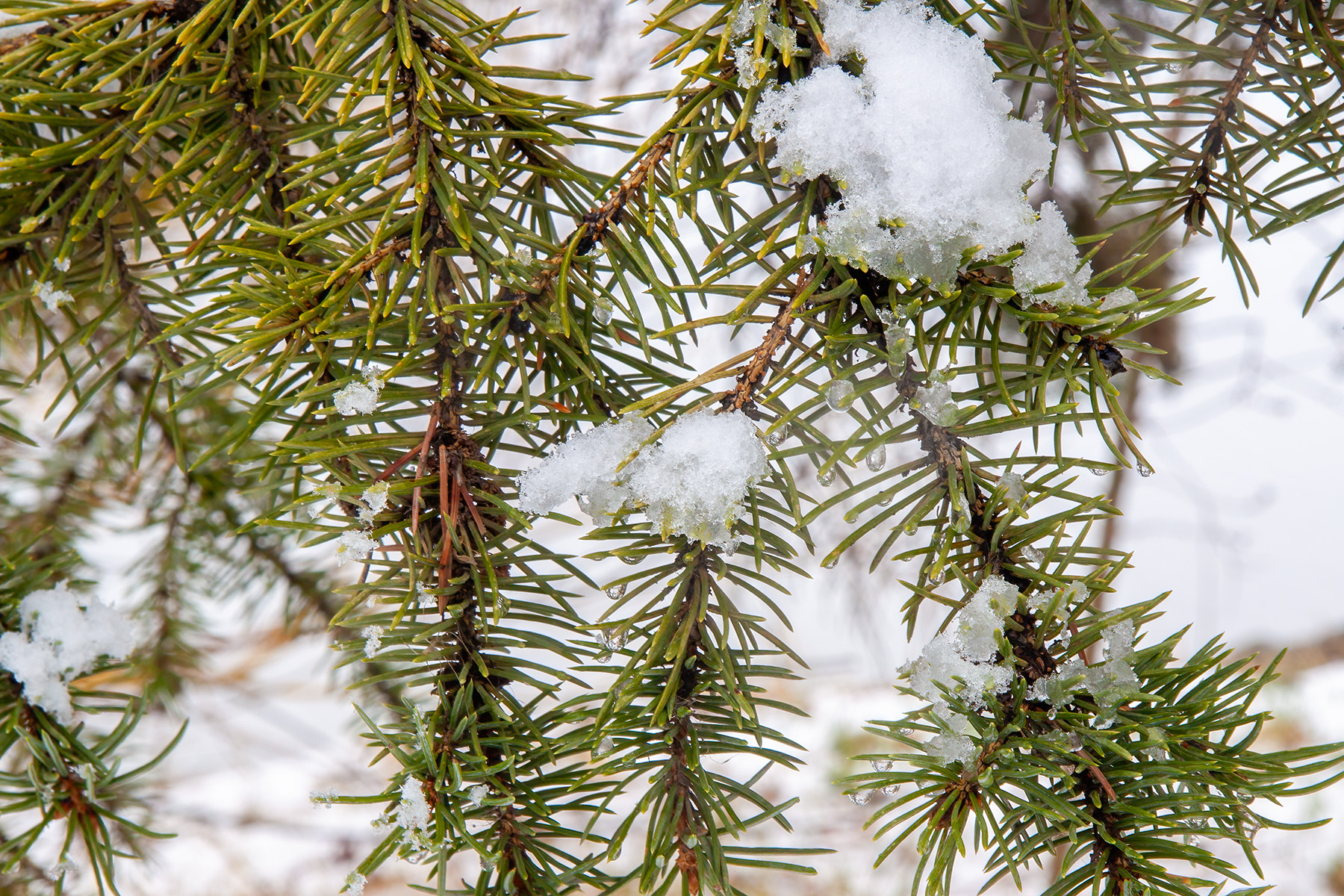 Going but not gone, Kinsmen Park, Strathmore, Alberta, 2025-04-20