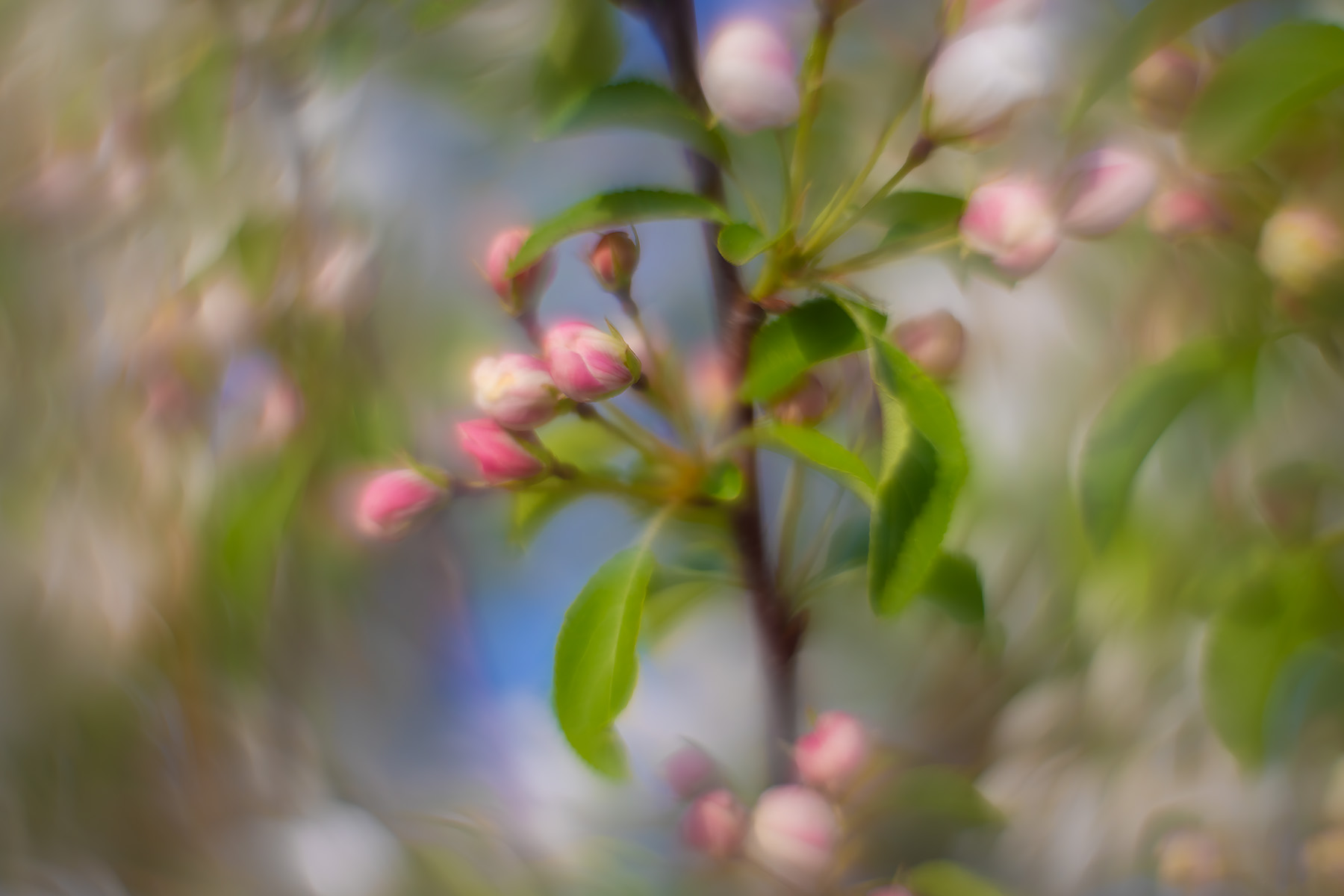 Blossoms playing possum, Apple tree, Municipal Building, Strathmore, AB, 2025-05-14
