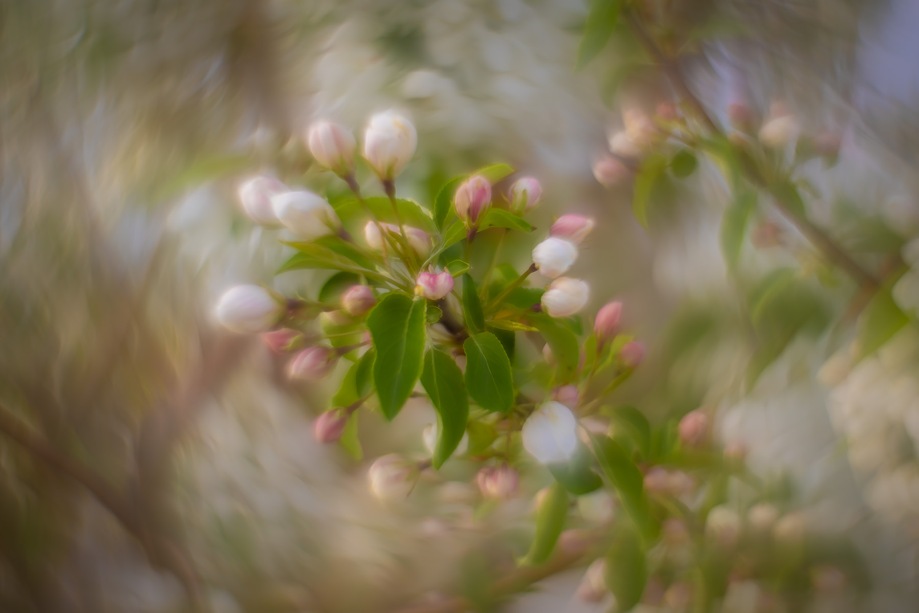 Blossom buddies, Apple tree, Municipal Building, Strathmore, AB, 2025-05-14