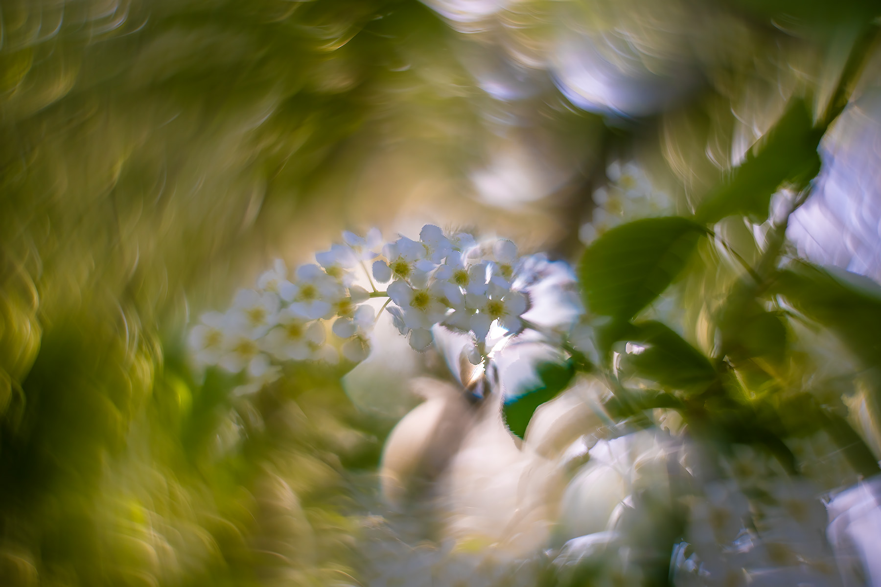 All power to the Mayflowers, My Backyard, Strathmore, AB, 2025-05-14