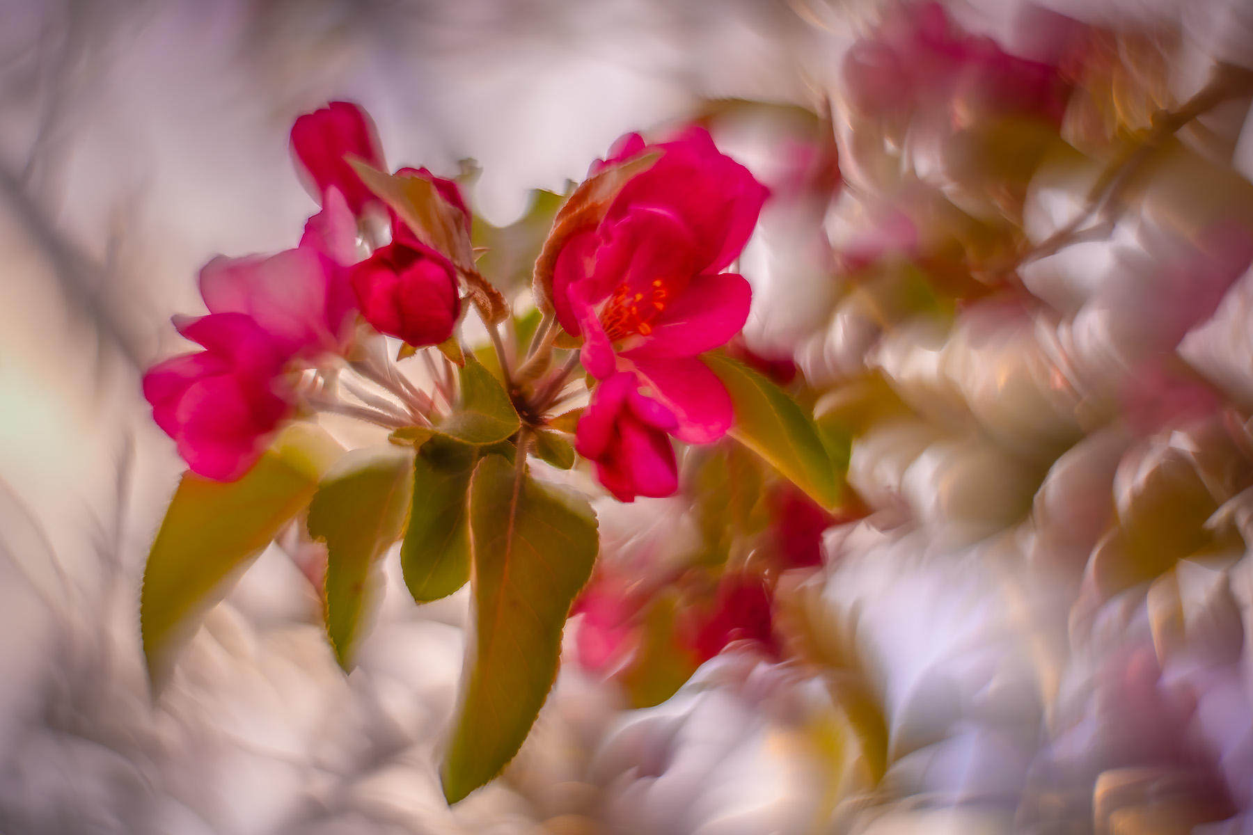 Pink rosy cheeks, 2nd Avenue, Strathmore, AB, 2025-05-14