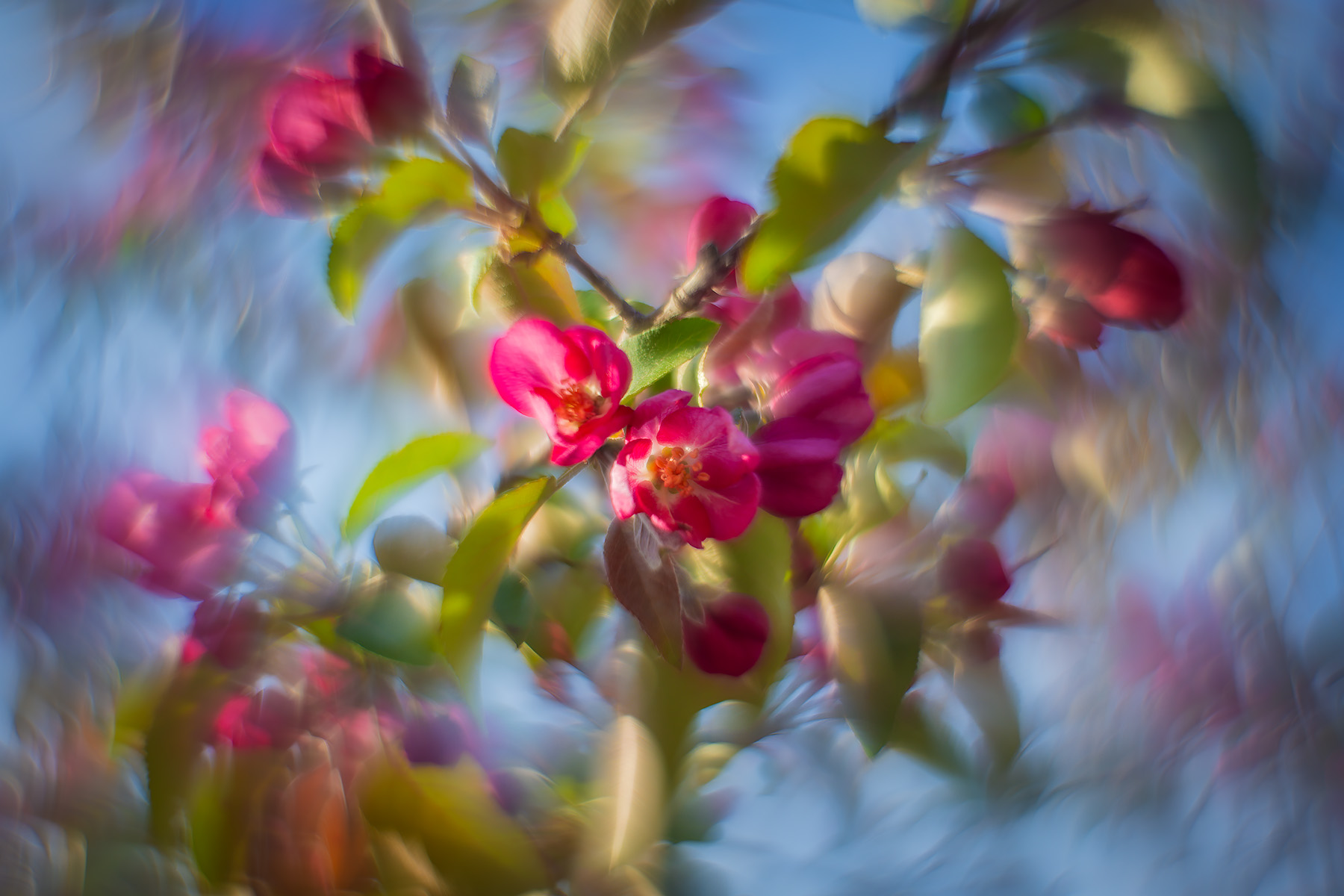 Some pink and some blue,2nd Avenue, Strathmore, AB, 2025-05-14