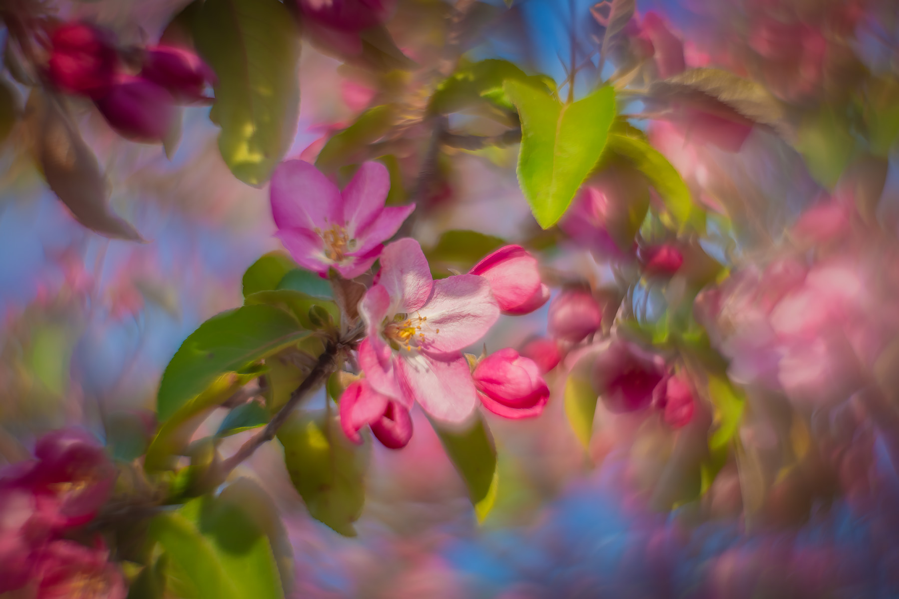 Pink eye again, 2nd Avenue, Strathmore, AB, 2025-05-14
