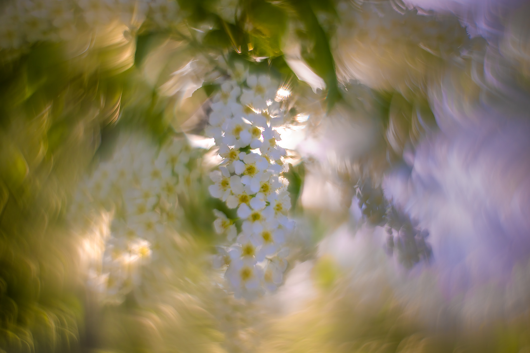 Happiness is blooming trees out back, My Backyard, Strathmore, AB, 2025-05-14