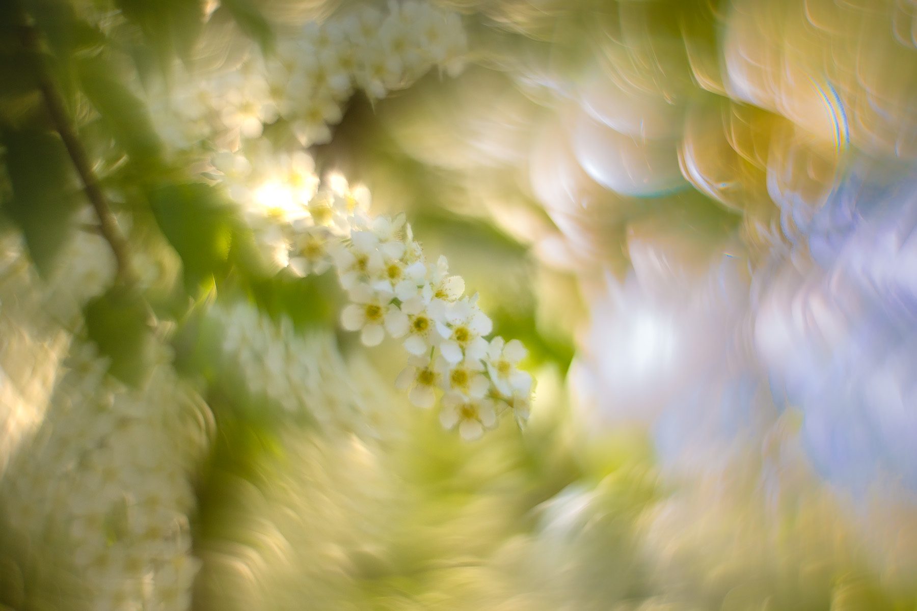 More power to the flowers, Lambert Park, Strathmore, AB, 2025-05-14