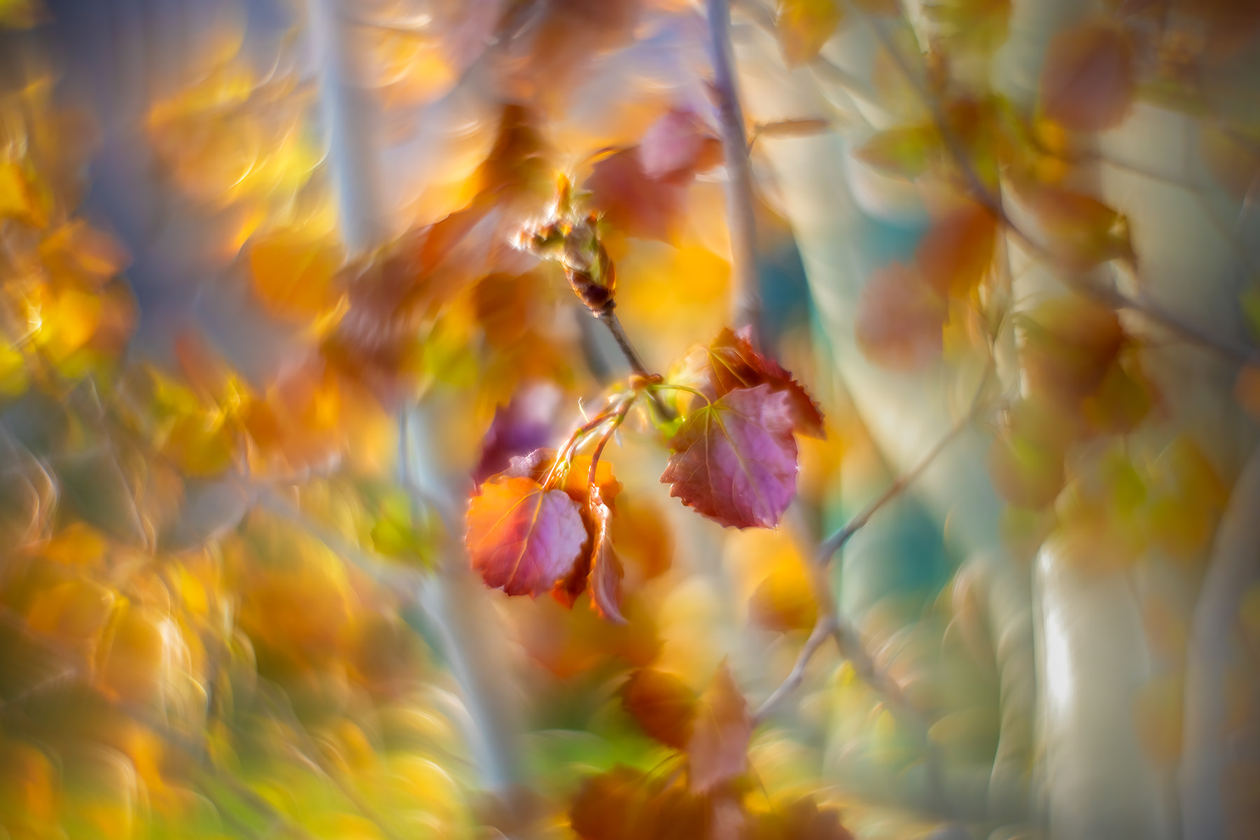 Easing into the season, 2nd Avenue, Strathmore, AB, 2025-05-14