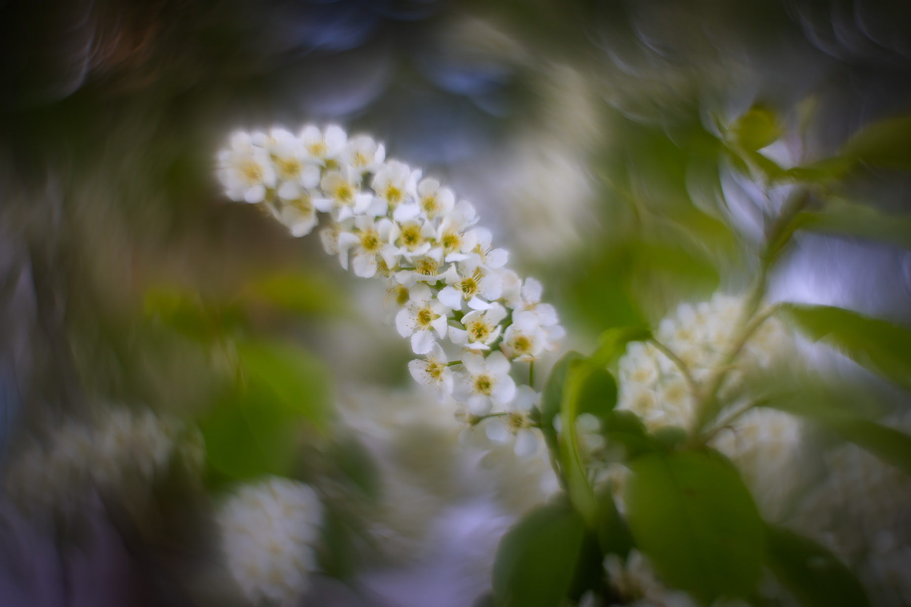 Up close and personal, Lambert Park, Strathmore, AB, 2025-05-14