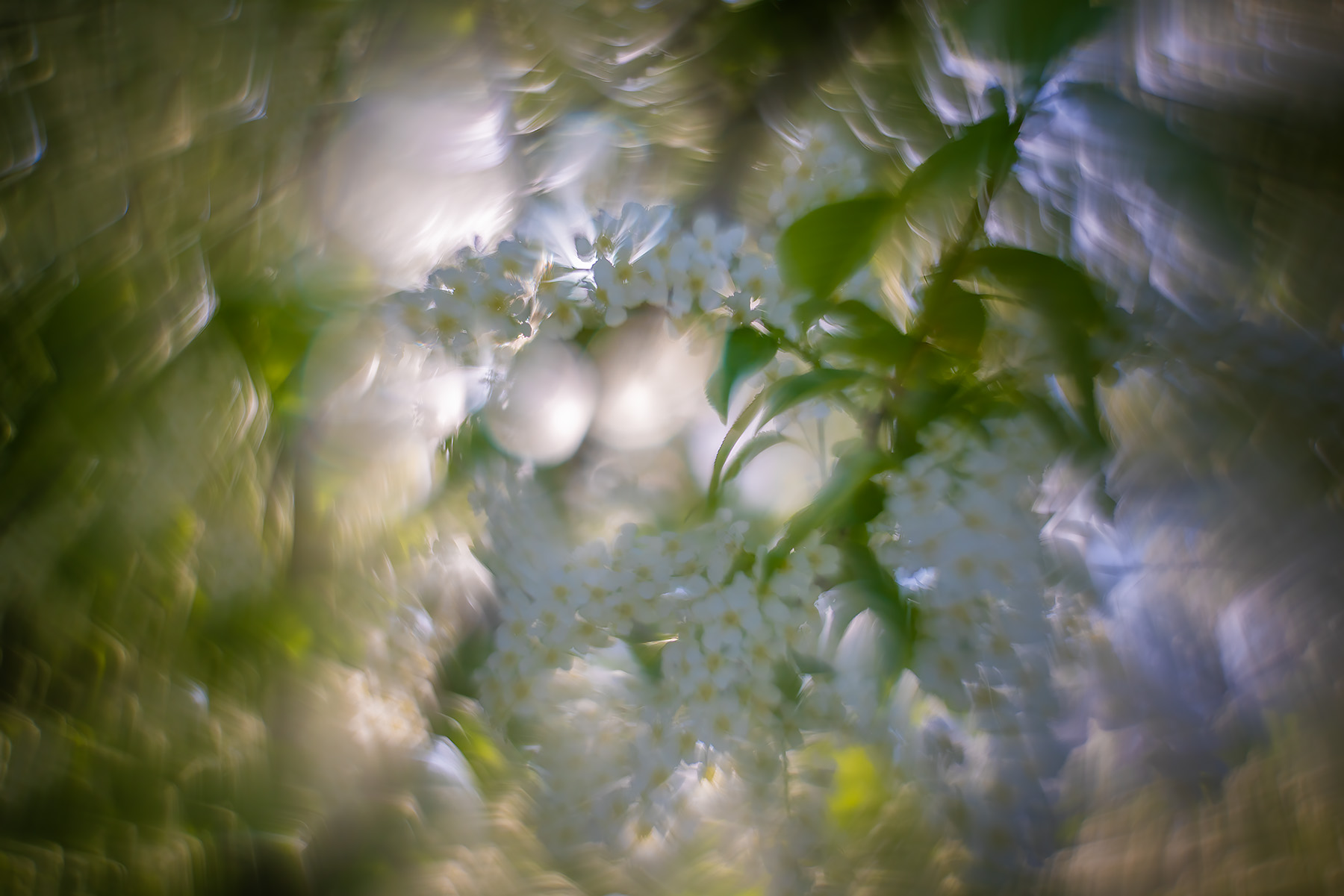 You light up my life, Lambert Park, Strathmore, AB, 2025-05-14