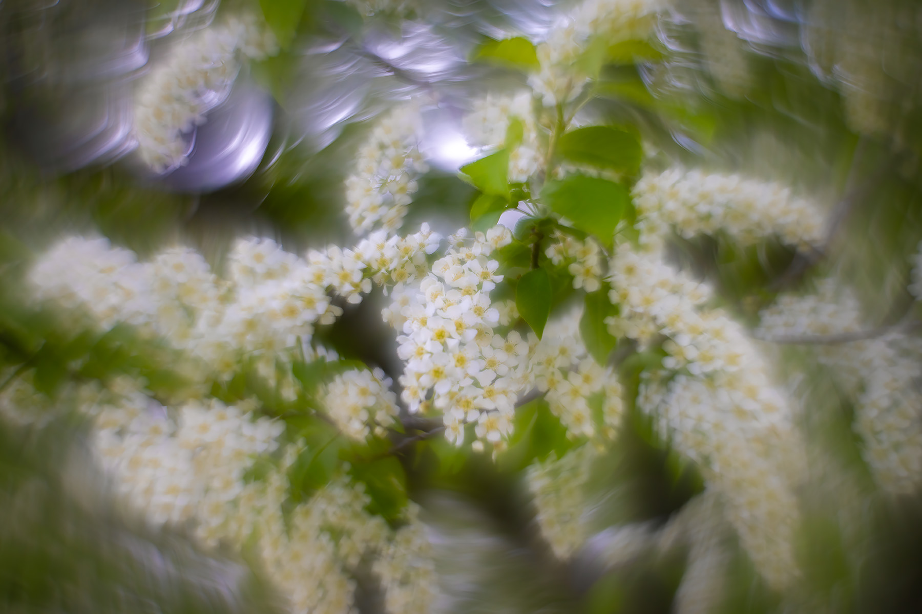 More power to the Mayflowers, Lambert Park, Strathmore, AB, 2025-05-14