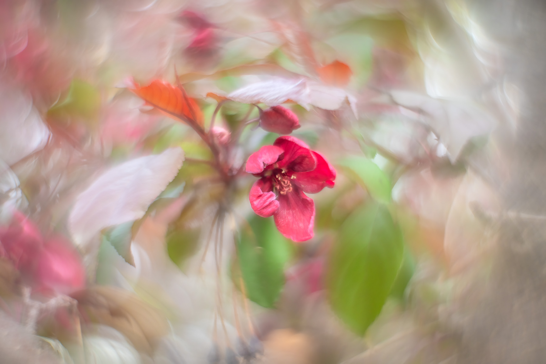 All pinked up with pleasure, My Backyard, Strathmore, AB, 2025-05-16