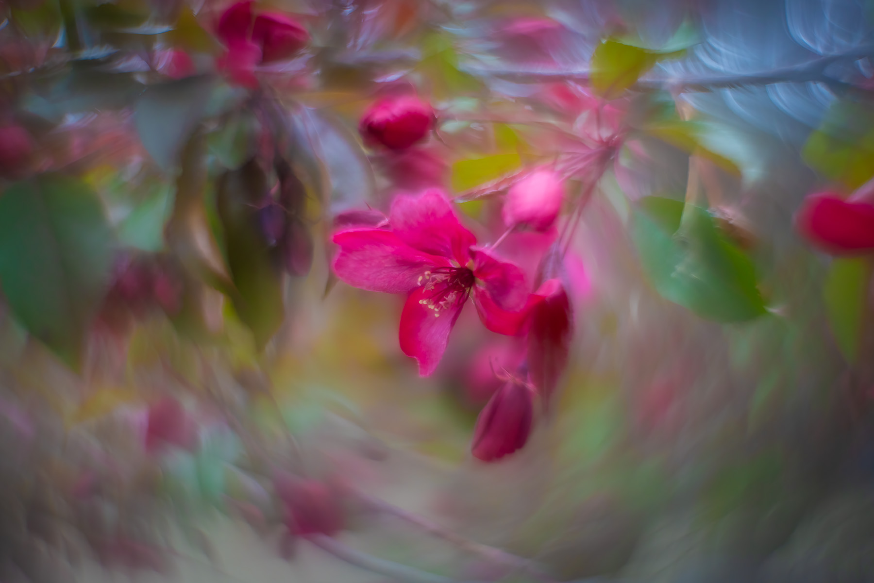 Pink eye again, My Backyard, Strathmore, AB, 2025-05-019