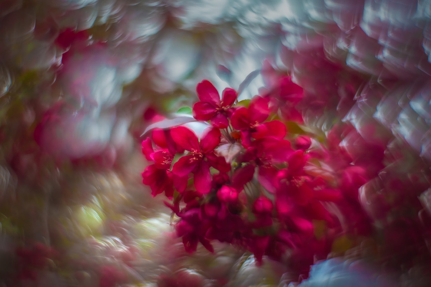 More apple blossom canoodlling, My Backyard, Strathmore, AB, 2025-05-019