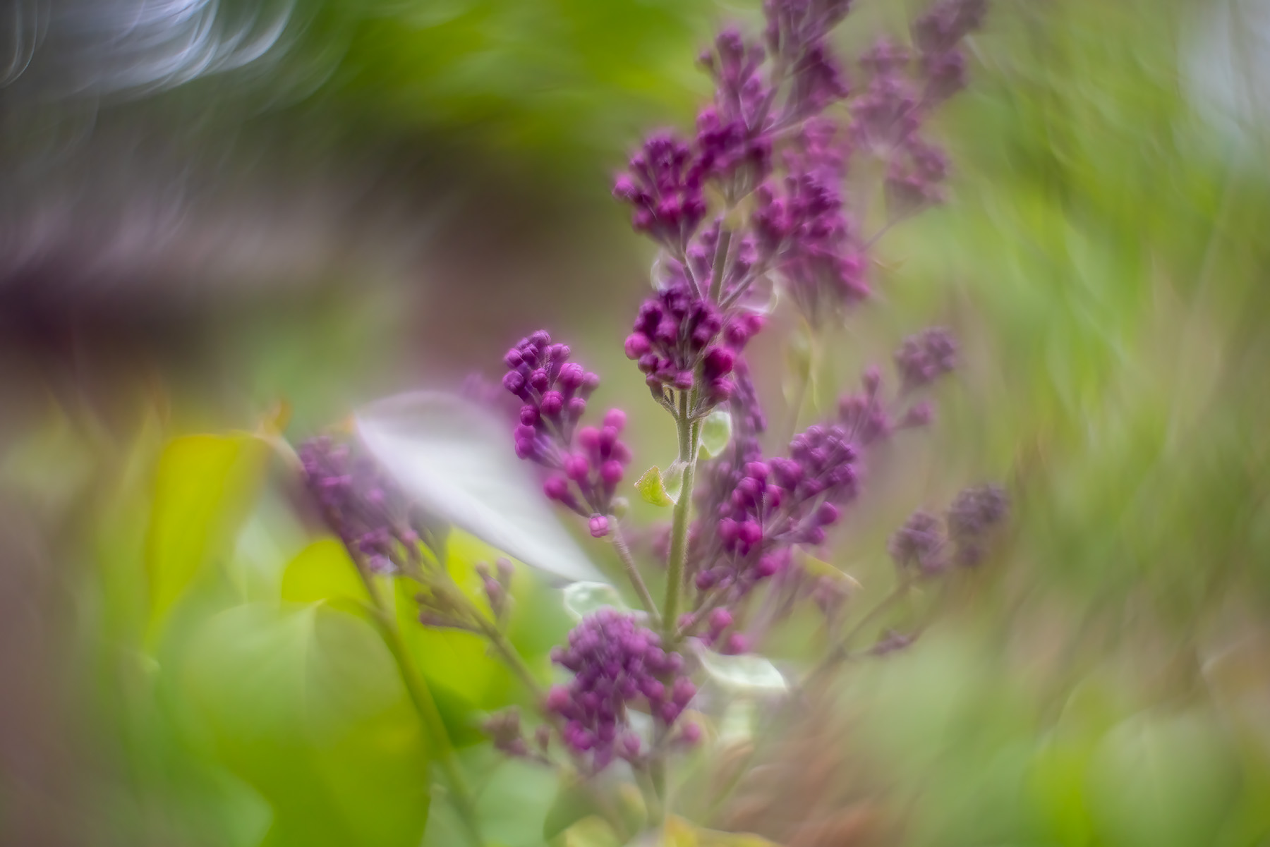 That's royal purple to you, peasant, My Backyard, Strathmore, AB, 2025-05-19