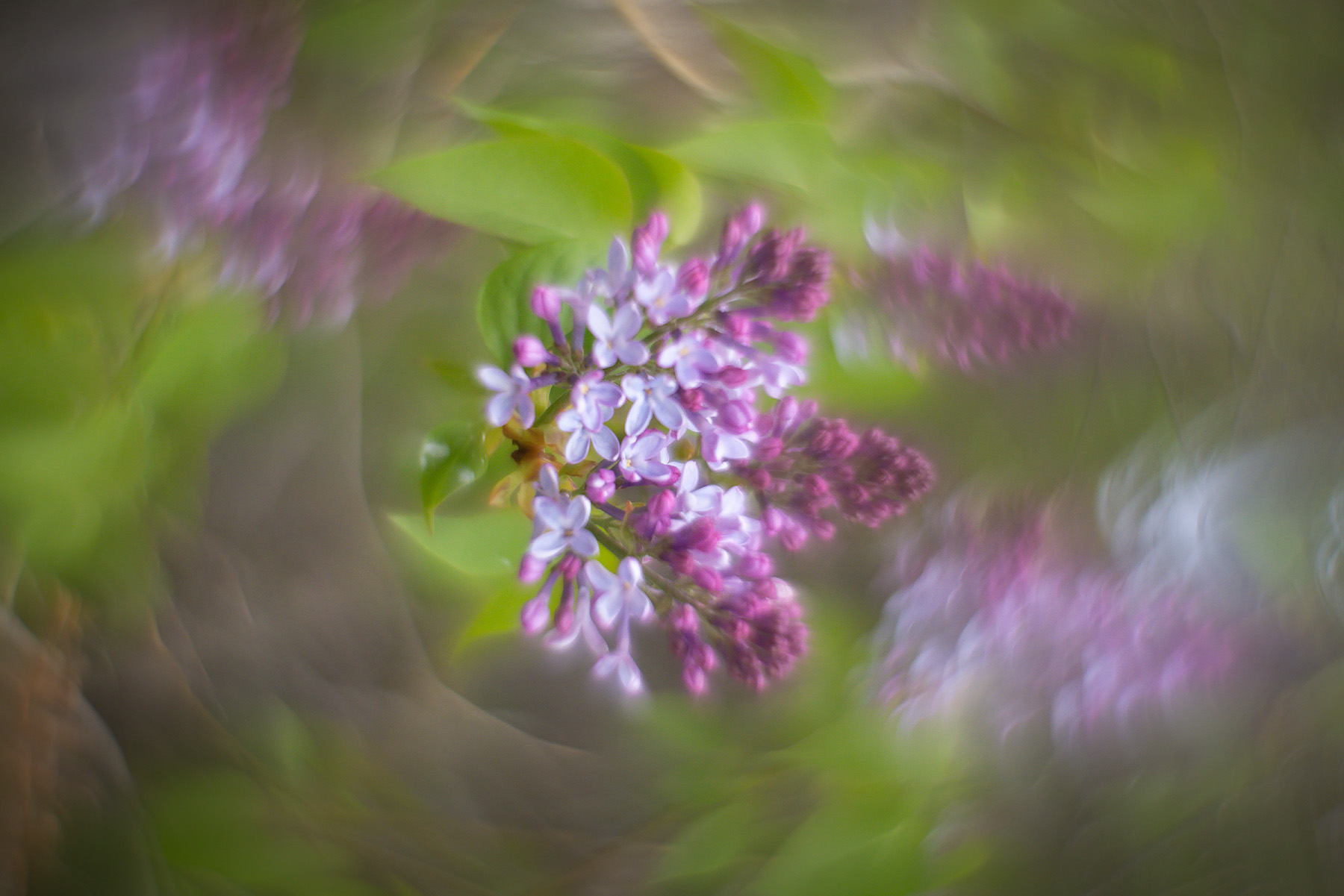 Everyone's fave old lady scent, My Backyard, Strathmore, AB, 2025-05-19
