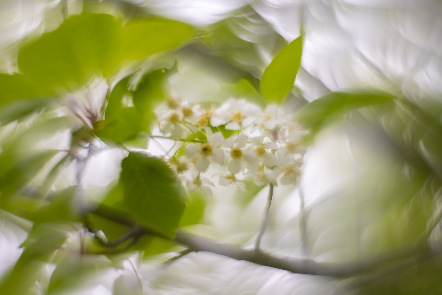 The white of your eye, My Backyard, Strathmore, AB, 2025-05-19
