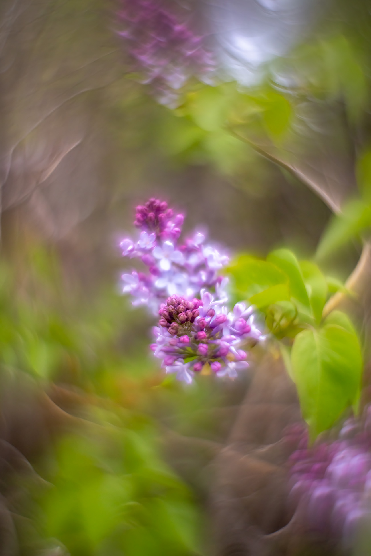 Purple with indignation, My Backyard, Strathmore, AB, 2025-05-19
