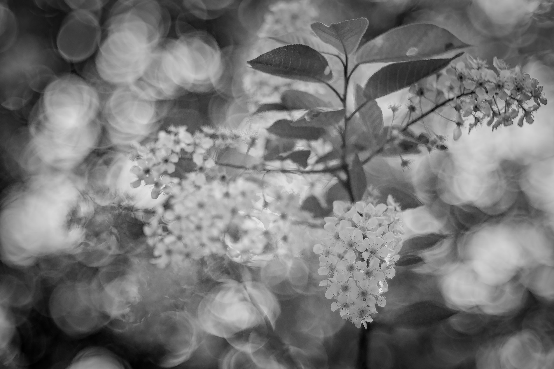 The colour drained out of her cheeks, My Backyard, Strathmore, AB, 2025-05-22