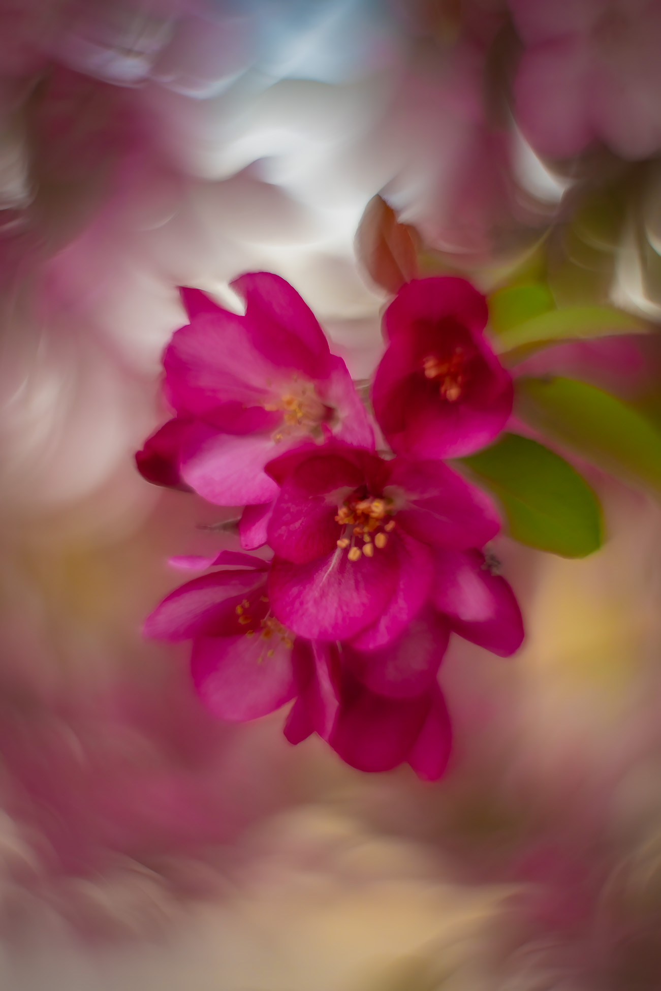 Two in the pink, 2nd Avenue, Strathmore, AB, 2025-05-22