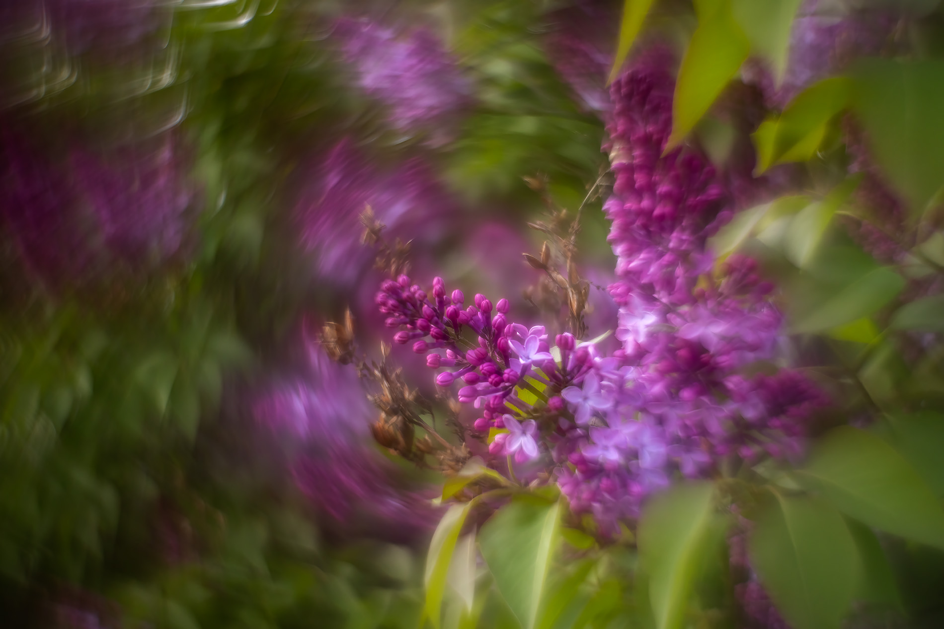 Let's purple all the nurples, Lambert Park, Strathmore, AB, 2025-05-22