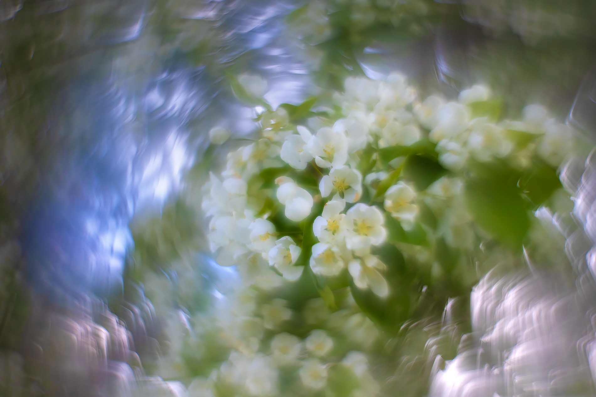 More apple blossoms, Lambert Park, Strathmore, AB, 2025-05-22