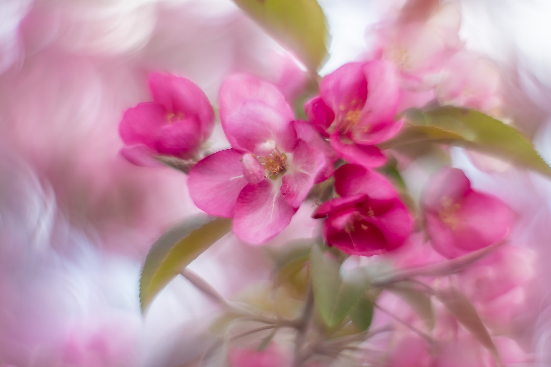 Pinky Dinky Doo, 2nd Avenue, Strathmore, AB, 2025-05-22