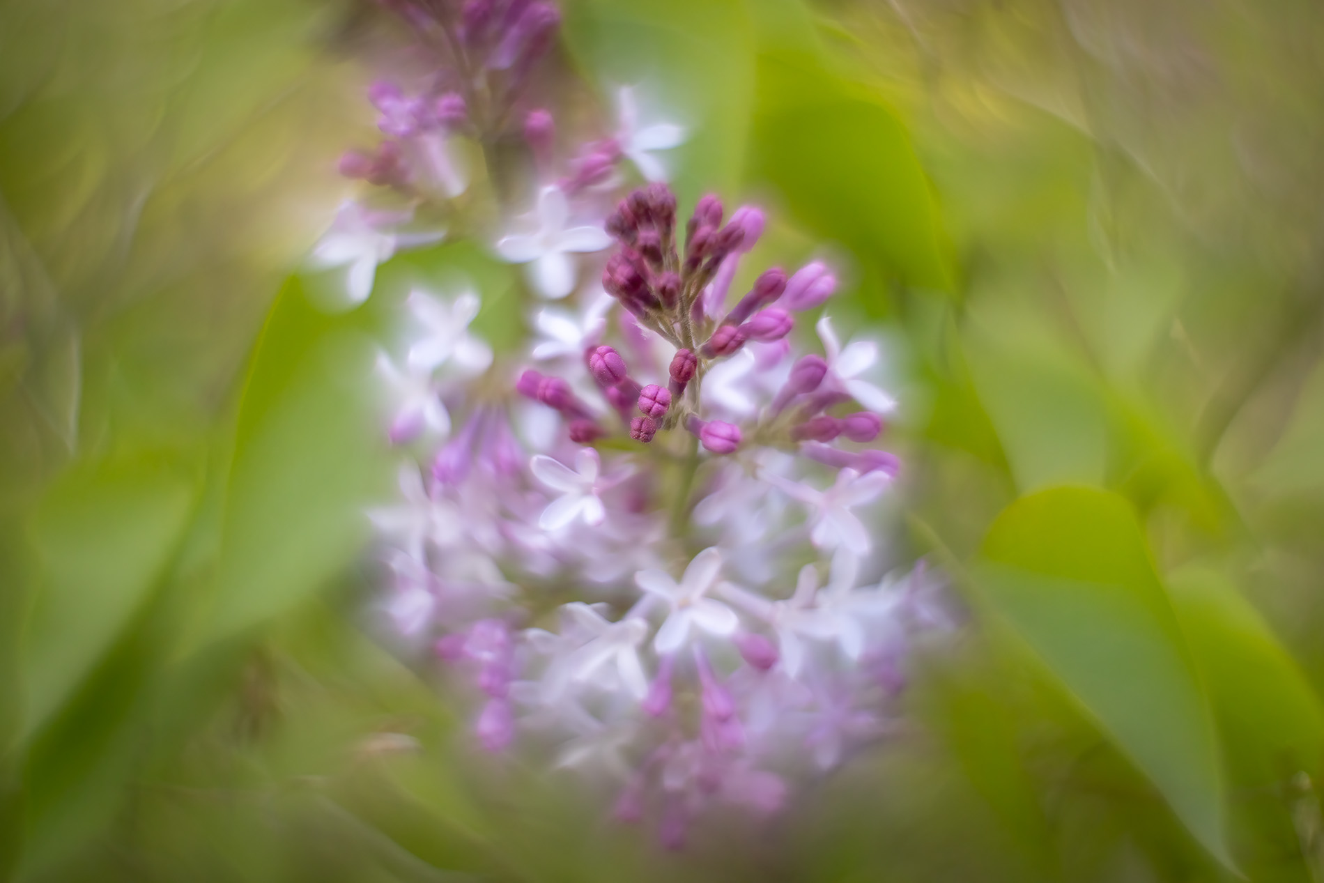 Lilacs in da house, My Backyard, Strathmore, AB, 2025-05-21