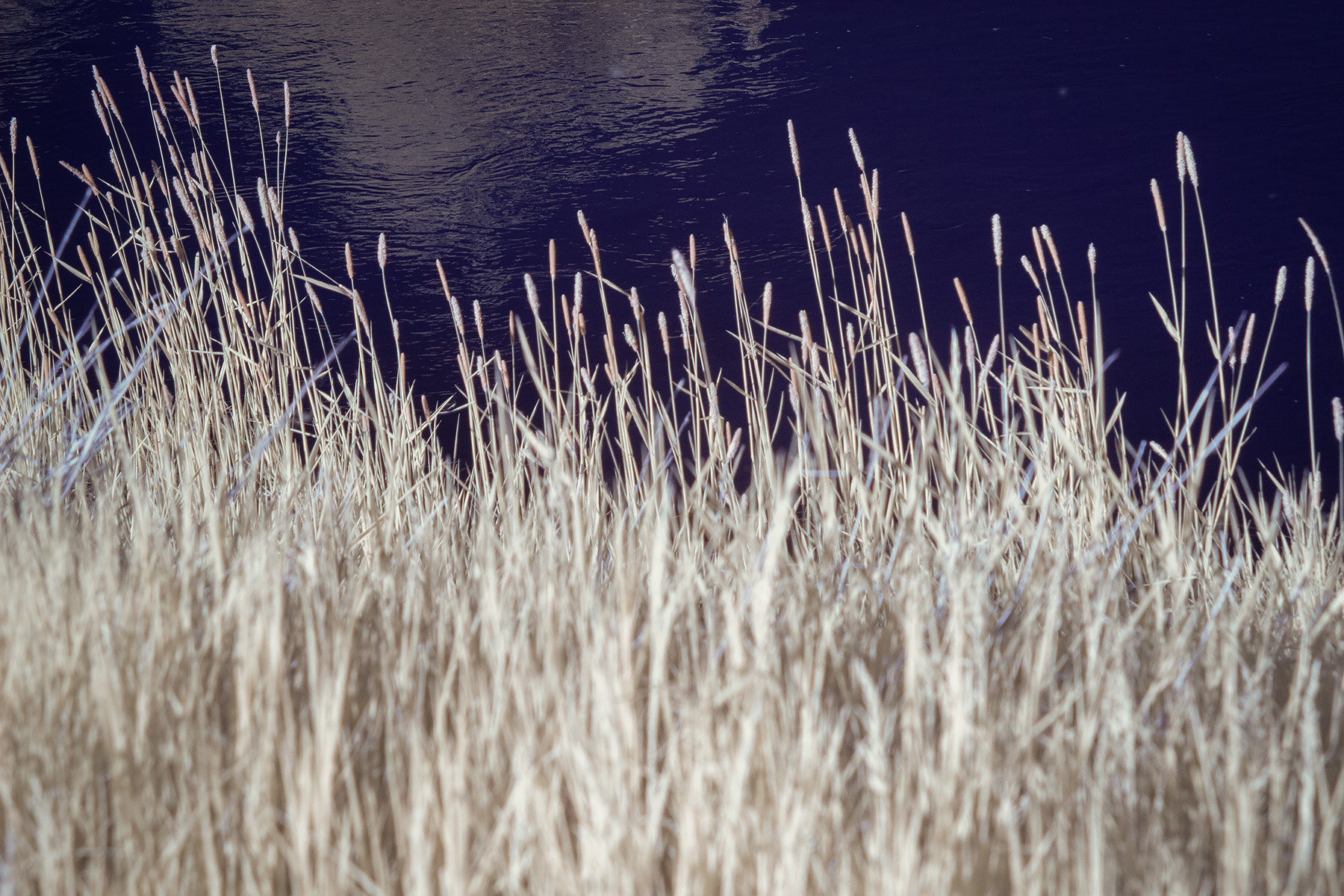 Your ass is grass ,Gray Park, Strathmore, AB, 2025-05-30