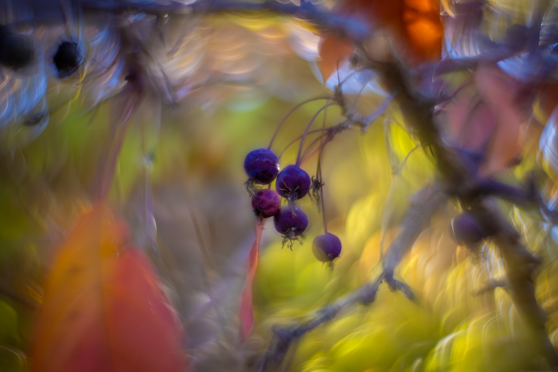 Dying right before your eyes, My Backyard, Strathmore, AB, 2025-10-19