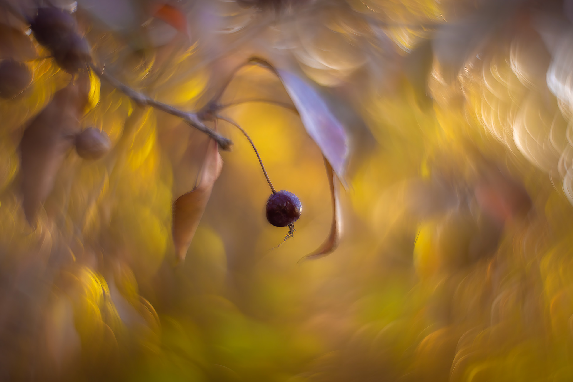 Berry dear to my heart, My Backyard, Strathmore, AB, 2025-10-19
