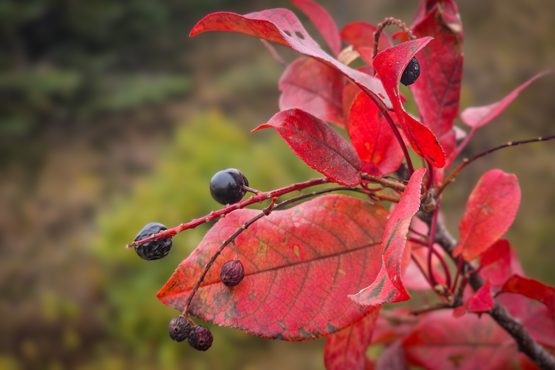 Seeing Red Again, Cypress Hills Provincial Park, AB, 2025-10-04